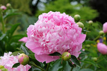 Load image into Gallery viewer, Peony ‘Monsieur Jules Elie’ (Bare Root)