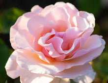 Load image into Gallery viewer, Mother of Pearl® Rose
