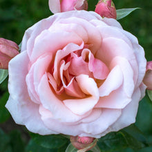 Load image into Gallery viewer, Mother of Pearl Rose
