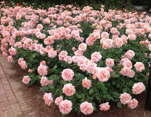 Load image into Gallery viewer, Mother of Pearl® Rose