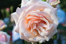 Load image into Gallery viewer, Mother of Pearl® Rose