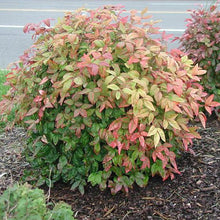 Load image into Gallery viewer, Nandina 'Firepower'