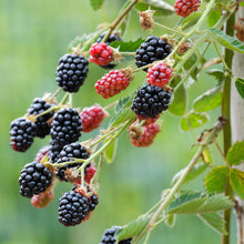 Load image into Gallery viewer, Navaho Thornless Blackberry