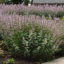 Load image into Gallery viewer, Whispurr™ Pink Catmint