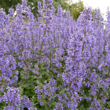 Load image into Gallery viewer, Nepeta Summer Magic Catmint
