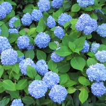 Load image into Gallery viewer, Nikko Blue Hydrangea
