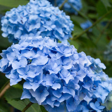 Load image into Gallery viewer, Nikko Blue Hydrangea