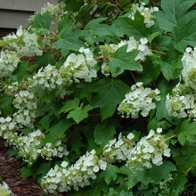 Load image into Gallery viewer, Oakleaf Hydrangea