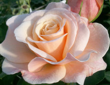 Load image into Gallery viewer, Oh Happy Day Eleganza® Rose