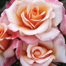 Load image into Gallery viewer, Oh Happy Day Eleganza Rose