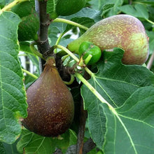 Load image into Gallery viewer, Olympian Fig