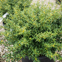 Load image into Gallery viewer, Soft Touch Compact Holly