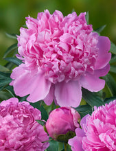 Load image into Gallery viewer, Peony ‘Monsieur Jules Elie’ (Bare Root)