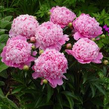 Load image into Gallery viewer, Peony ‘Monsieur Jules Elie’ (Bare Root)