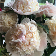 Load image into Gallery viewer, Peony ‘Top Brass’ (Bare Root)