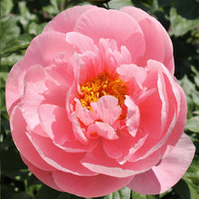 Load image into Gallery viewer, Peony ‘Soft Salmon Saucer’ (Bare Root)