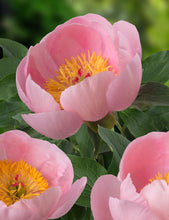 Load image into Gallery viewer, Peony ‘Soft Salmon Saucer’ (Bare Root)