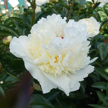 Load image into Gallery viewer, Peony ‘Bridal Grace’ (Bare Root)