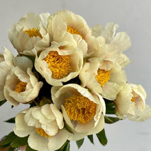 Load image into Gallery viewer, Peony ‘Claire de Lune’ (Bare Root)