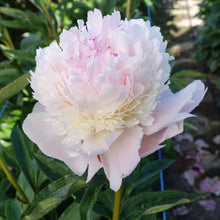 Load image into Gallery viewer, Peony ‘Pecher’ (Bare Root)