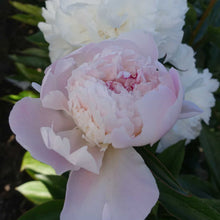 Load image into Gallery viewer, Peony ‘Pecher’ (Bare Root)