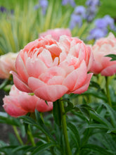 Load image into Gallery viewer, Peony ‘Coral Charm’ (Bare Root)
