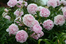 Load image into Gallery viewer, Sarah Bernhardt Peony