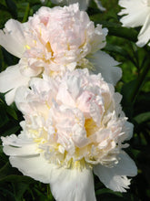 Load image into Gallery viewer, Peony ‘Top Brass’ (Bare Root)
