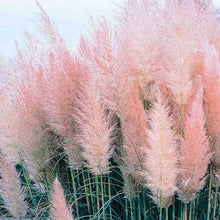 Load image into Gallery viewer, Pink Pampas Grass | Cortaderia selloana 'Rosea'
