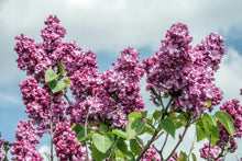 Load image into Gallery viewer, Paul Thirion Lilac