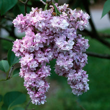 Load image into Gallery viewer, Paul Thirion Lilac