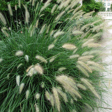 Load image into Gallery viewer, Cassian Dwarf Fountain Grass
