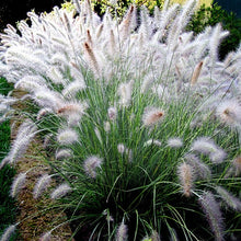 Load image into Gallery viewer, Dwarf Fountain Grass 'Hameln'