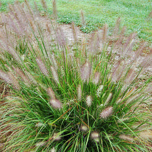 Load image into Gallery viewer, Hush Puppy Fountain Grass