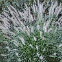 Load image into Gallery viewer, Dwarf Fountain Grass 'Piglet'