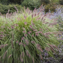 Load image into Gallery viewer, Red Head Fountain Grass