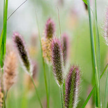Load image into Gallery viewer, Red Buttons Fountain Grass
