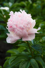 Load image into Gallery viewer, Peony ‘Angel Cheeks’