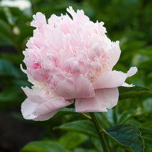 Load image into Gallery viewer, Peony ‘Angel Cheeks’ (Bare Root)