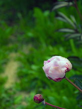Load image into Gallery viewer, Peony ‘Angel Cheeks’