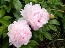 Load image into Gallery viewer, Peony ‘Angel Cheeks’