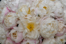 Load image into Gallery viewer, Peony ‘Gardenia White’ (Bare Root)