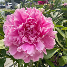 Load image into Gallery viewer, Peony ‘Jacorma’