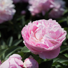 Load image into Gallery viewer, Peony ‘Lady Alexandra Duff’ (Bare Root)