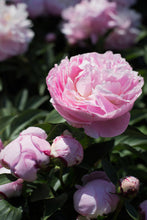 Load image into Gallery viewer, Peony ‘Lady Alexandra Duff’