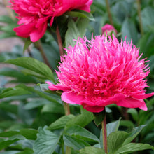 Load image into Gallery viewer, Peony ‘Many Happy Returns’ (Bare Root)