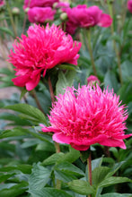 Load image into Gallery viewer, Peony ‘Many Happy Returns’ (Bare Root)