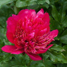 Load image into Gallery viewer, Peony ‘Many Happy Returns’