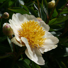 Load image into Gallery viewer, Peony ‘Claire de Lune’ (Bare Root)