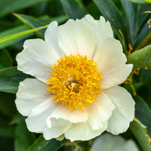 Load image into Gallery viewer, Peony ‘Claire de Lune’ (Bare Root)